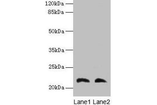 LGALS9C antibody  (AA 1-356)