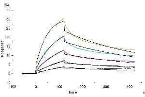 Mouse LILRB4, His Tag immobilized on CM5 Chip can bind Mouse APOE, His Tag with an affinity constant of 5. (APOE Protein (AA 19-311) (His tag))