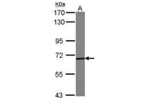 Image no. 1 for anti-Epsin 1 (EPN1) (AA 354-576) antibody (ABIN1498048)