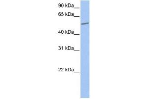 WB Suggested Anti-UGT2A3 Antibody Titration:  0. (UGT2A3 antibody  (N-Term))