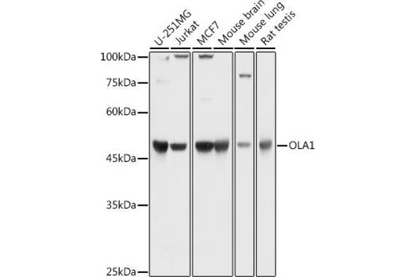 OLA1 antibody  (AA 297-396)