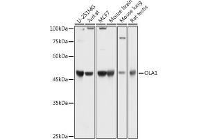 Western blot analysis of extracts of various cell lines, using OL antibody (1671) at 1:1000 dilution. (OLA1 antibody  (AA 297-396))