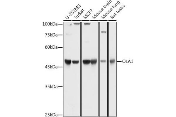 OLA1 Antikörper  (AA 297-396)