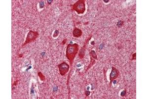 IHC Analysis: Human brain, cortex tissue stained with Cytochrome c, mAb (7H8. (Cytochrome C antibody)