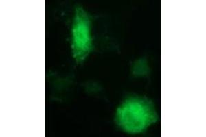 Image no. 2 for anti-Indoleamine 2,3-Dioxygenase 1 (IDO1) antibody (ABIN1498793) (IDO1 antibody)