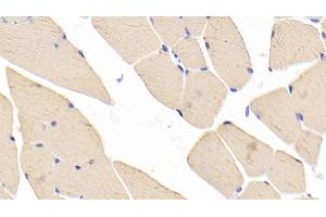Detection of MYH1 in Mouse Skeletal muscle Tissue using Polyclonal Antibody to Myosin Heavy Chain 1 (MYH1)