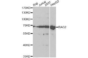 Western blot analysis of extracts of various cell lines, using RAG2 antibody. (RAG2 antibody  (AA 258-527))
