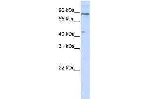 WB Suggested Anti-ZNF280C Antibody Titration:  0. (ZNF280C antibody  (N-Term))