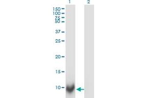 Western Blot analysis of POLR2J expression in transfected 293T cell line by POLR2J monoclonal antibody (M02), clone 1A10. (POLR2J antibody  (AA 1-117))