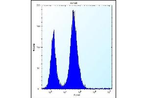 RBL2 Antibody (N-term) (ABIN656158 and ABIN2845489) flow cytometric analysis of Jurkat cells (right histogram) compared to a negative control cell (left histogram). (p130 antibody  (N-Term))