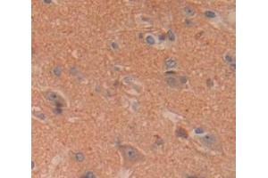 IHC-P analysis of Human Tissue, with DAB staining. (Contactin 1 antibody  (AA 736-1003))