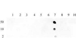 Histone H3 acetyl Lys23 pAb tested by dot blot analysis. (Histone 3 antibody  (H3K23ac))