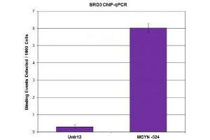BRD3 antibody (pAb) tested by ChIP. (BRD3 antibody  (C-Term))