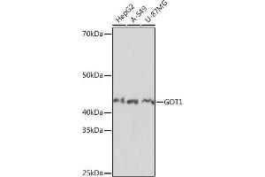 Western blot analysis of extracts of various cell lines, using GOT1 Rabbit mAb (ABIN7267426) at 1:1000 dilution. (GOT1 antibody)