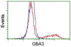 HEK293T cells transfected with either RC211035 overexpress plasmid (Red) or empty vector control plasmid (Blue) were immunostained by anti-GBA3 antibody (ABIN2454359), and then analyzed by flow cytometry. (GBA3 antibody  (AA 1-150, AA 370-469))