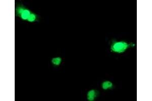 Anti-DCK mouse monoclonal antibody (ABIN2454451) immunofluorescent staining of COS7 cells transiently transfected by pCMV6-ENTRY DCK (RC210767). (DCK antibody)