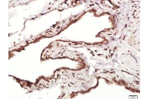Paraformaldehyde-fixed, paraffin embedded rat bladder, Antigen retrieval by boiling in sodium citrate buffer (pH6. (Multimerin 1 antibody  (AA 895-930))