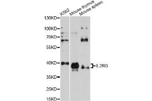 Western blot analysis of extracts of various cell lines, using IL2RG antibody (ABIN1873211) at 1:1000 dilution. (IL2RG antibody)