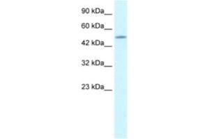 Western Blotting (WB) image for anti-CAMP Responsive Element Binding Protein 3-Like 2 (CREB3L2) antibody (ABIN2461020)