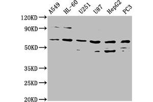 AOAH antibody  (AA 180-254)