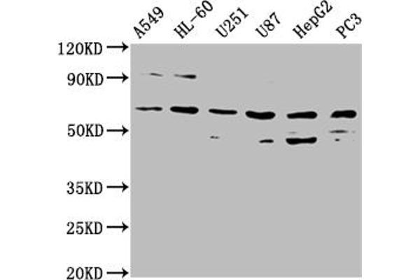 AOAH antibody  (AA 180-254)