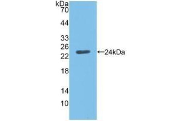 C19ORF80 antibody  (AA 16-198)