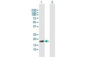 Western Blot analysis of NUDT1 expression in transfected 293T cell line by NUDT1 MaxPab polyclonal antibody. (NUDT1 antibody  (AA 1-156))