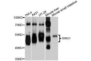 Western blot analysis of extracts of various cell lines, using SMU1 antibody (ABIN5996092) at 1/1000 dilution. (SMU1 antibody)