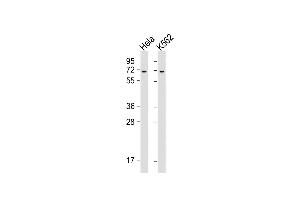 All lanes : Anti-YTHD3 Antibody (Center) at 1:2000 dilution Lane 1: Hela whole cell lysate Lane 2: K562 whole cell lysate Lysates/proteins at 20 μg per lane. (YTHDF3 antibody  (AA 228-257))
