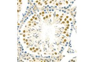 Immunohistochemistry of paraffin embedded mouse testis using BUB1 (ABIN7073237) at dilution of 1:800 (400x lens) (BUB1 antibody)