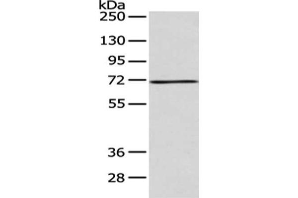 ACSM5 antibody