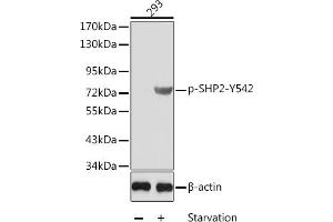 Western blot analysis of extracts from 293 cells using Phospho-SHP2-Y542 antibody (ABIN3019976, ABIN3019977, ABIN3019978 and ABIN1681974). (PTPN11 antibody  (pTyr542))
