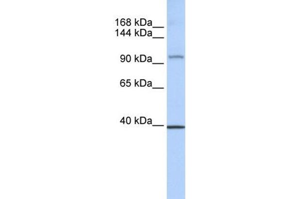 REST antibody  (Middle Region)