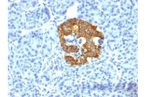 Formalin-fixed, paraffin-embedded human Pancreas stained with Insulin Mouse Monoclonal Antibody (2D11-H5). (Insulin antibody)