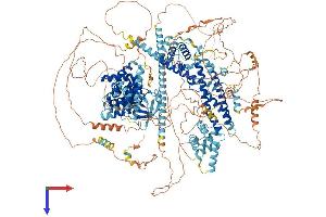 AlphaFold protein structure predicition of Mouse Recombinant Fhod3 Protein, UniprotID Q76LL6 (FHOD3 Protein (AA 1-1578) (His tag))