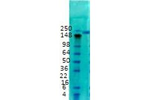 Nav1. (SCN2A antibody  (C-Term))