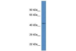 Western Blot showing FBXL20 antibody used at a concentration of 1 ug/ml against Fetal Brain Lysate (FBXL20 antibody  (N-Term))