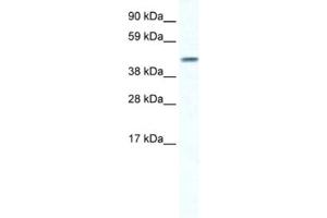 Western Blotting (WB) image for anti-Gap Junction Protein, alpha 5, 40kDa (GJA5) antibody (ABIN2461385) (Cx40/GJA5 antibody)