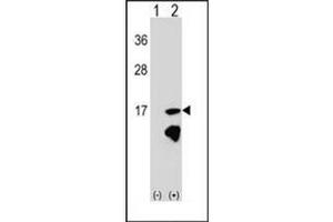 Western blot analysis of ERH (arrow) using ERH Antibody (N-term) Cat.