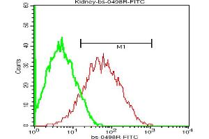 Tissue/cell: mouse kidney cell, Red line: Anti-ADRB1 Polyclonal Antibody, FITC conjugated (ABIN669358) 1:200, 40 minutes at 37 °C. (ADRB1 antibody  (AA 181-250))
