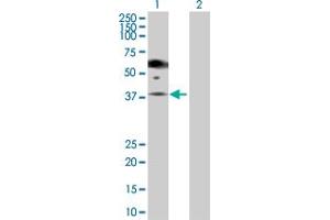 Western Blot analysis of PGA5 expression in transfected 293T cell line by PGA5 MaxPab polyclonal antibody. (PGA5 antibody  (AA 1-388))