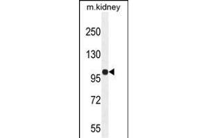 KIL Antibody (N-term) (ABIN654924 and ABIN2844567) western blot analysis in mouse kidney tissue lysates (35 μg/lane). (KIAA1324-Like antibody  (N-Term))