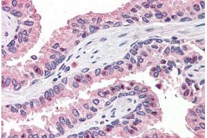 Anti-OLFM4 antibody  ABIN960797 IHC staining of human prostate. (Olfactomedin 4 antibody  (Internal Region))