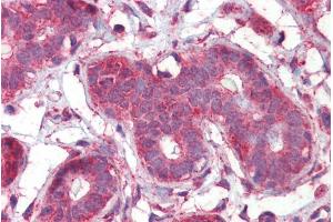 ABIN308439 (2. (Septin 2 antibody  (N-Term))