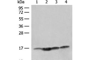 Western blot analysis of Human prostate tissue Jurkat cell Hela and HL-60 cell lysates using MAGOHB Polyclonal Antibody at dilution of 1:400