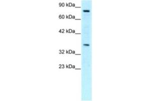 Western Blotting (WB) image for anti-Neuronal PAS Domain Protein 1 (NPAS1) antibody (ABIN2460366) (NPAS1 antibody)