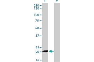 ISG20 antibody  (AA 1-181)