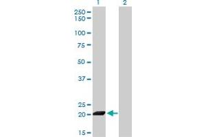 Western Blot analysis of ISG20 expression in transfected 293T cell line by ISG20 monoclonal antibody (M01), clone 1B2-3C9.