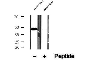 Western blot analysis of extracts of mouse liver tissue, using VPS37A antibody. (VPS37A antibody  (N-Term))