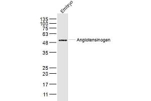 Mouse embryo lysates probed with Angiotensinogen Polyclonal Antibody, Unconjugated  at 1:300 dilution and 4˚C overnight incubation. (AGT antibody  (AA 51-120))